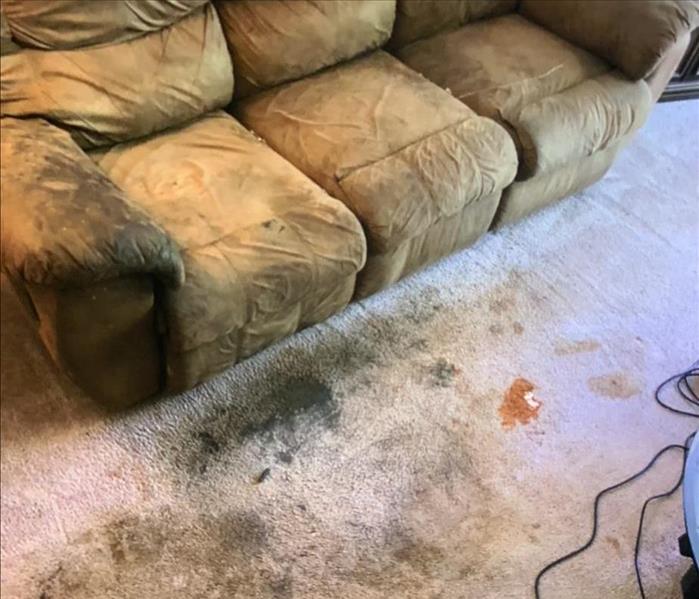 Furniture and carpet soiled in feces